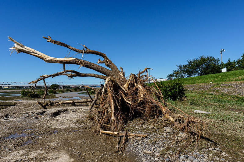 台風19号: 多摩川: 曲がった樹木